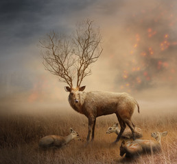 Deer family on fire and smoke background