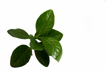 Jasmine leaves, white background