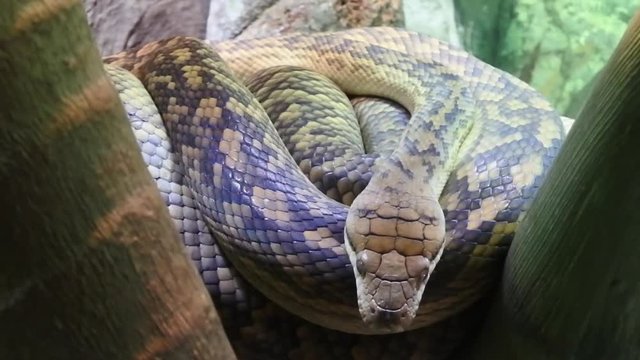 Australian Python Snake.  Nonvenomous snakes found in Africa, Asia, and Australia.