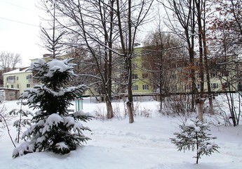 Fir trees