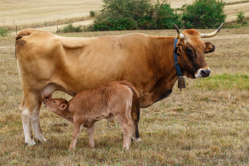 Calf drinking from the udder