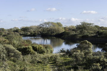 Fototapeta na wymiar nature with pond and swan