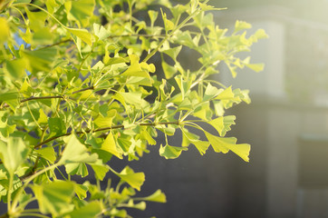 Ginkgo biloba young green leaves on a tree. Wellness healing plant, symbol of health and longevity.