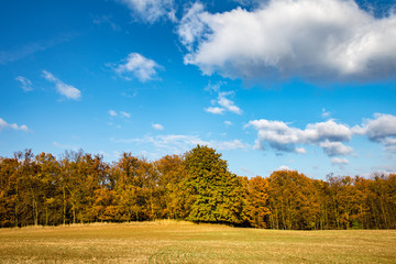 Colorful autumnal landscape with meadow, trees and blue sky