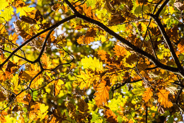 Autumnal colored oak leaves in backlight sun