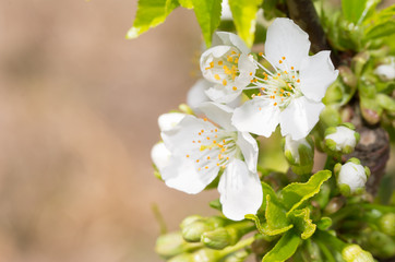 Pure white cherry blooms in spring