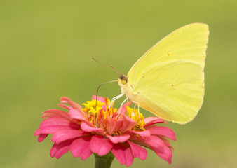 Fototapeta premium Gorgeous, brilliantly yellow male Cloudless Sulphur butterfly feeding on a red Zinnia flower against sunny summer green background