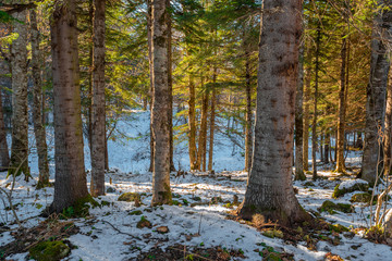 Fantastic winter forest