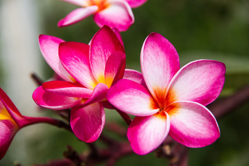 Naklejka na ściany i meble Red Plumeria flowers beauty in nature,frangipani flower
