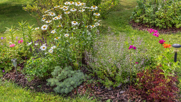 Сottage garden with wild and garden flowers. A sunny day in the garden with perennial flowers. 