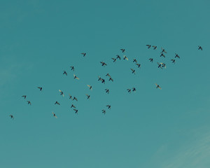 Birds in flight on a clear blue sky