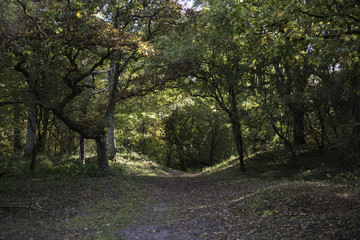 Fototapeta na wymiar autumn trees in forest