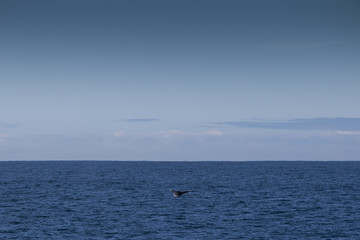 Obraz premium Humpback Whale, Monterey bay, California, USA