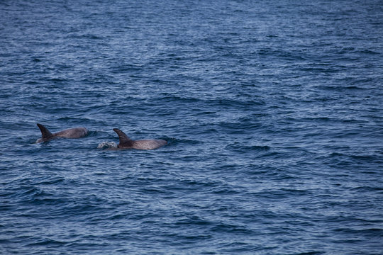 Dolphins, Monterey bay, California, USA