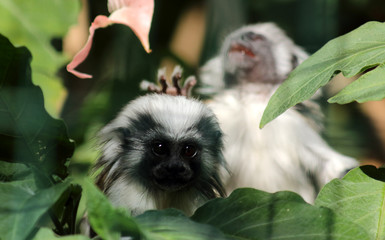 Cotton top tamarin