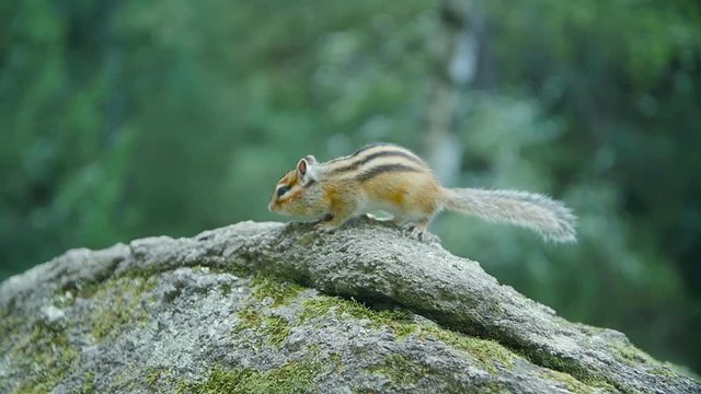 Adorable little chipmunk perched on a rock