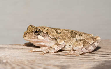 Cope's gray treefrog perched on a wooden rail at night