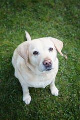 An  experienced  golden Labrador retriever sitting on grass looking at you