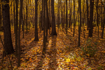 Autumn Sokolniki Park, Moscow, Russia