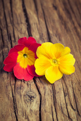 Two  flowers of primrose on retro wooden background