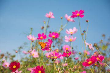 Pink Cosmos flowers with a butterfly