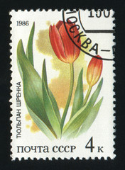 USSR - CIRCA 1986: A post stamp printed in USSR, shows image of Tulip with the inscription Tulip...