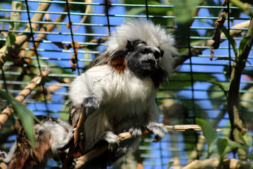 Cotton top tamarin