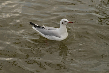 Seagulls