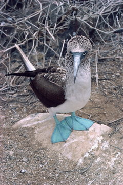 Blue footed booby, Galapagos Islands, Ecuador