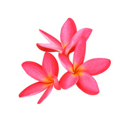 Plumeria on white background