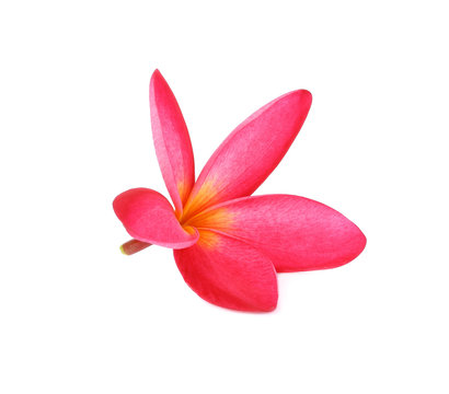Plumeria isolated on white background