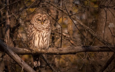 Barred owl resting in the autumn sun.