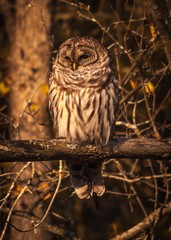 Barred owl resting in the autumn sun.