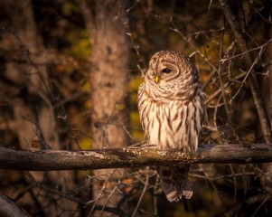 Barred owl resting in the autumn sun.