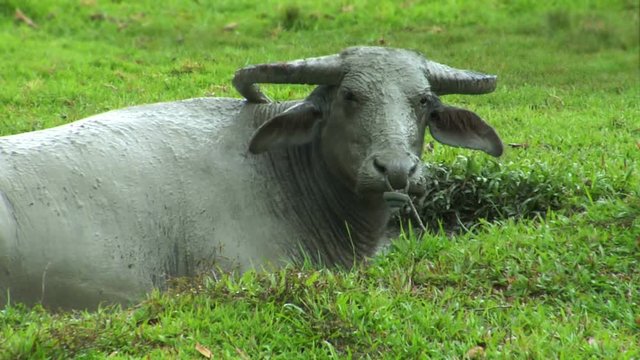 10429 water buffalo ox in mud pool

