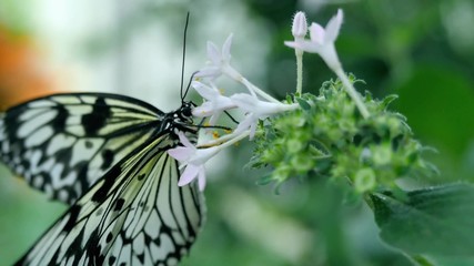Fototapeta na wymiar Black-and-white butterfly on a flower collecting nectar