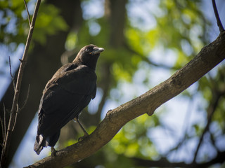 Fototapeta premium Juvenile American Crow
