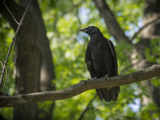 Juvenile American Crow