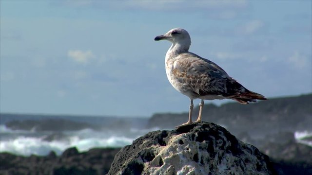 10511 seagull with havy surf blur background
