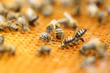 Bees in honeycomb