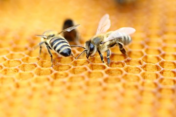 Honeybees in honeycomb