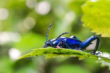 Frog Legged Leaf Beetle (Sagra buqueti)