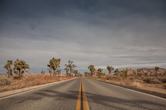 The road in the Joshua Tree National Park Yucca Valley in Mohave desert California USA