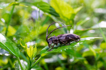 Longhorn beetle (Paraleprodera inidiosa), Beetle