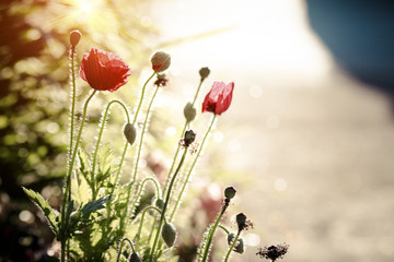 Naklejka premium Wild red poppy with sunlight and blurred background