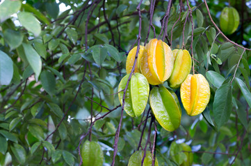Star fruit hanging on a tree