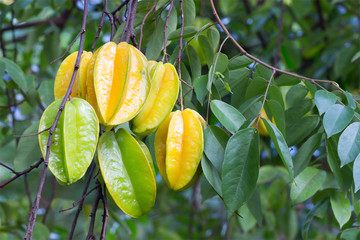 Star fruit hanging on a tree