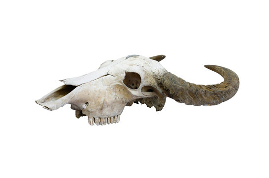 buffalo skull