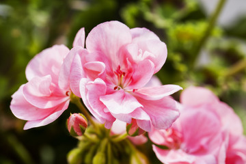 Pink geranium in close up