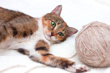 Кошка и клубок для вязания